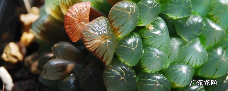 冰灯玉露的养殖方法,附养殖注意事项