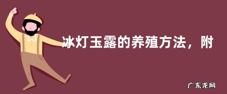 冰灯玉露的养殖方法,附养殖注意事项