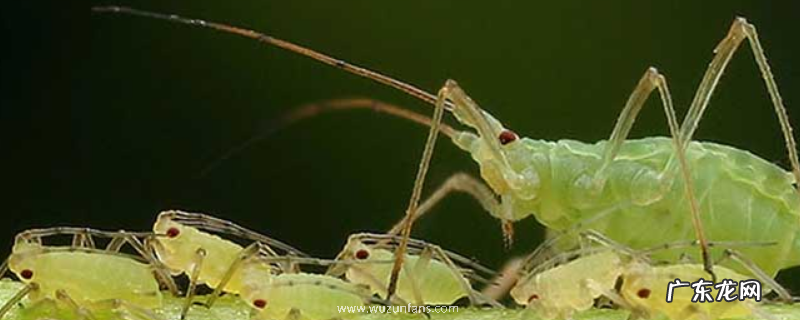 蚜虫的危害及防治，附蚜虫的生长习性