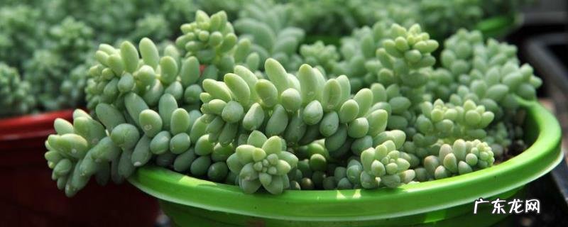 常见的多肉植物怎么养?多肉植物主要指什么植物