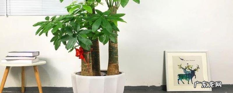 发财树养护注意事项，注意做好越冬防寒工作