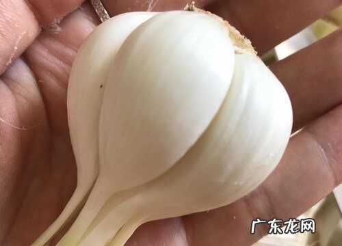 白色蔬菜有哪些 常见的白色蔬菜名称及图片