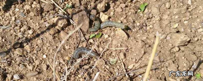 小地老虎的防治方法,附其危害特征