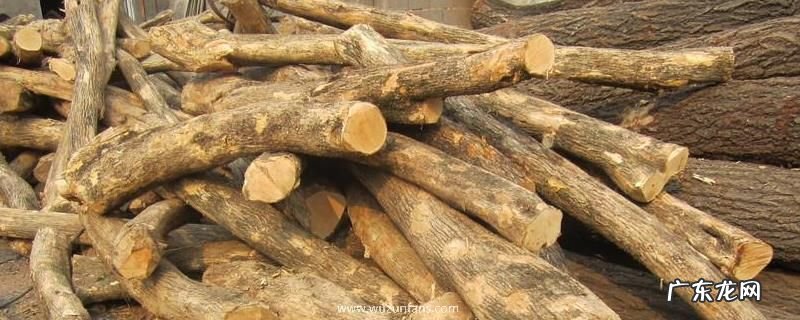 真假黄杨木鉴别方法,黄杨木的生长特征