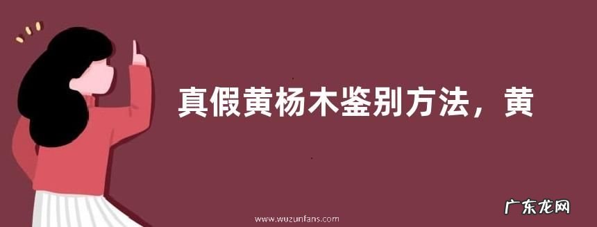 真假黄杨木鉴别方法,黄杨木的生长特征