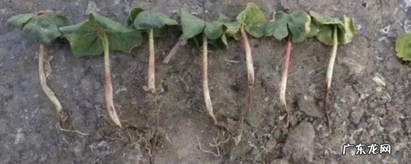 立枯病的防治方法,附立枯病的发病规律