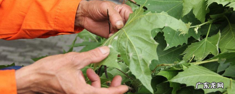 白粉病的特效药有哪些?怎样使用