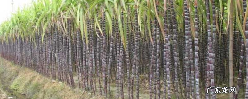 甘蔗除草剂的常见误区，附解决办法