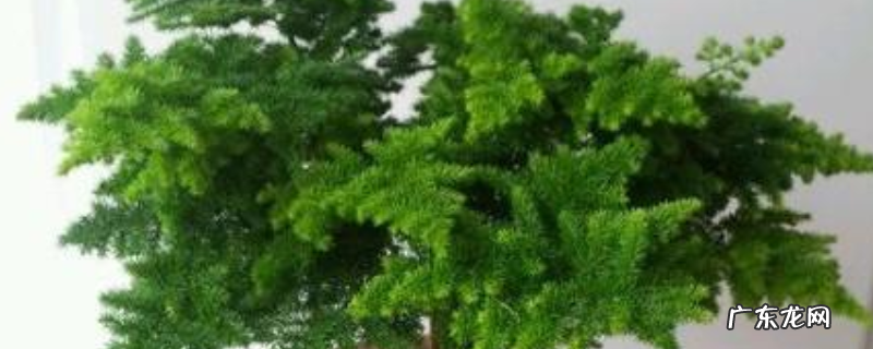 文竹叶子发黄怎么办?附发黄的原因