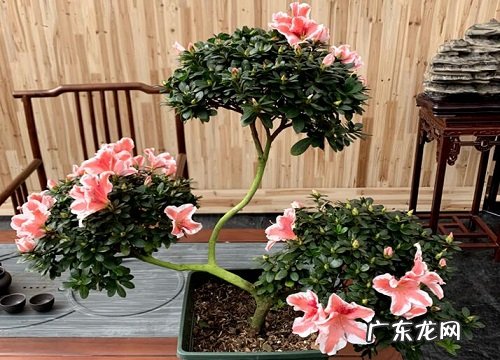 映山红花语及代表意义