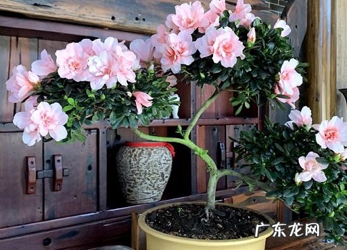映山红花语及代表意义