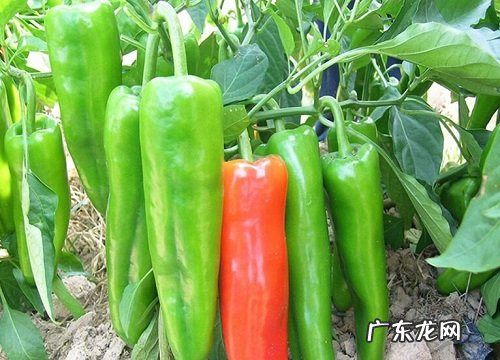 八月时令蔬菜有哪些 8月份上市的蔬菜品种