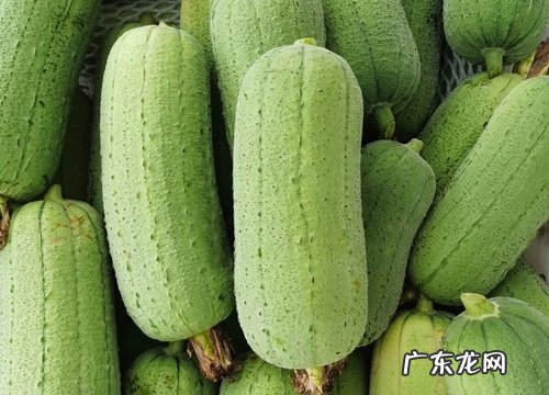 八月时令蔬菜有哪些 8月份上市的蔬菜品种