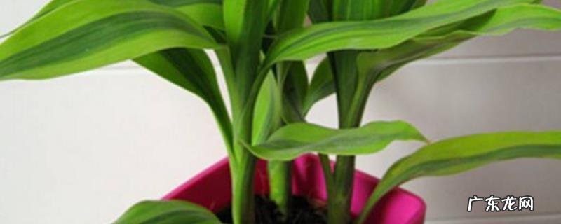 土养富贵竹发黄怎么办？发黄的原因是什么