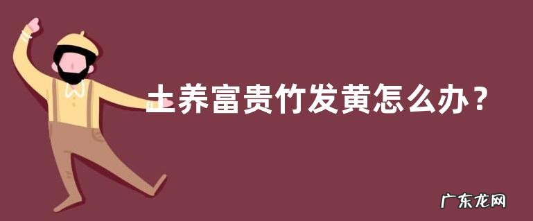 土养富贵竹发黄怎么办？发黄的原因是什么