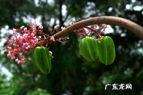 杨桃什么时候嫁接成活率高