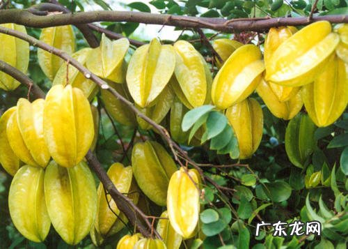 杨桃什么时候嫁接成活率高