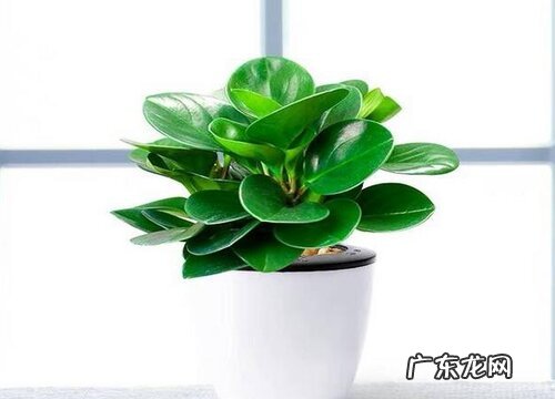 茶几放什么植物风水好