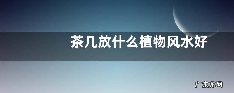 茶几放什么植物风水好