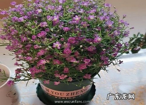 满天星施什么肥最好