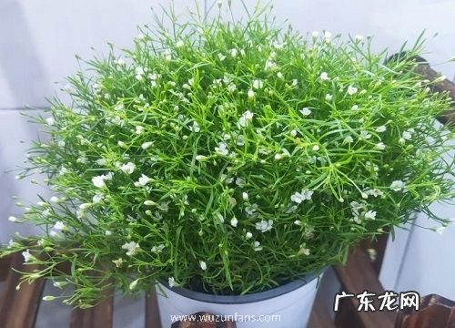 满天星施什么肥最好