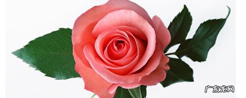 玫瑰花的繁殖方法，分别介绍分株、压条和扦插繁殖