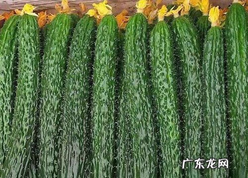 大棚蔬菜有哪些 适合大棚种植的蔬菜