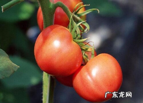 大棚蔬菜有哪些 适合大棚种植的蔬菜