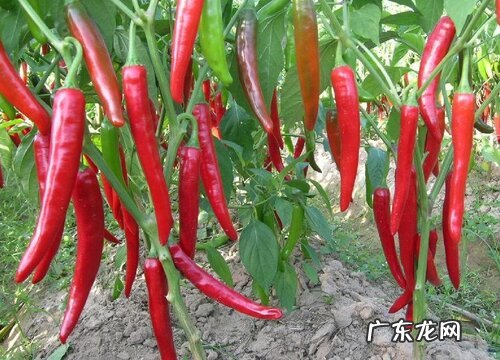 大棚蔬菜有哪些 适合大棚种植的蔬菜