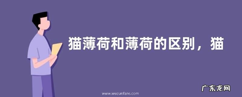 猫薄荷和薄荷的区别,猫薄荷和薄荷的作用和功效