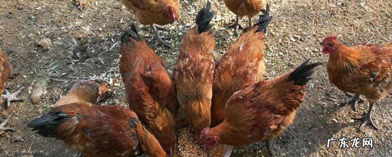 家禽和家畜的区别,附家禽和家畜的相同点