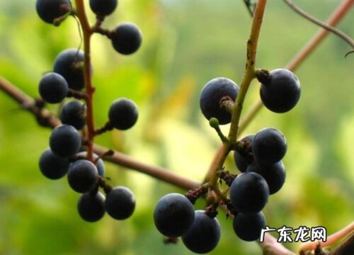 葡萄是靠什么传播种子 正确答案是靠动物传播种子