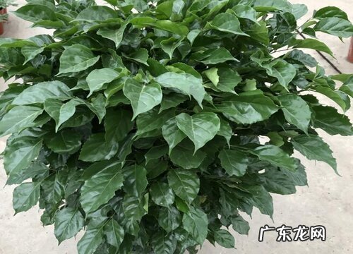 步骤 幸福树怎么修剪枝叶 四重修剪枝条方法