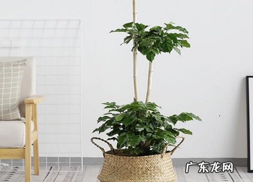 步骤 幸福树怎么修剪枝叶 四重修剪枝条方法