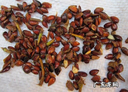 苹果靠什么传播种子 有哪些传播方式