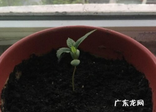 苹果靠什么传播种子 有哪些传播方式