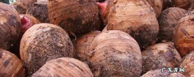 香芋和芋头是一样的吗?吃芋头有什么好处