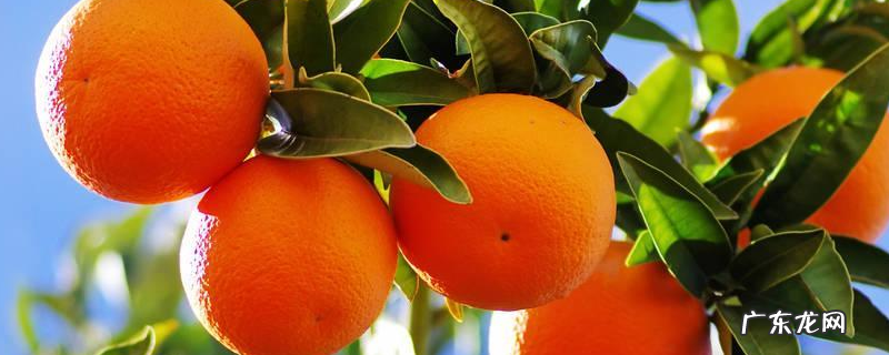 橘子和橙子的区别，详细介绍