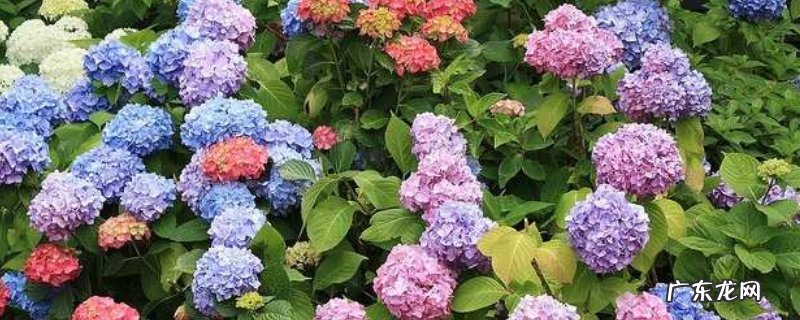 琼花和绣球花的区别,科属、外形、花期与产地均有区别