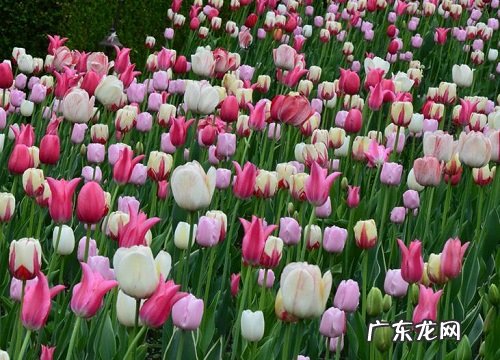 最妖艳的花是什么花 世界上最妖娆的5种花