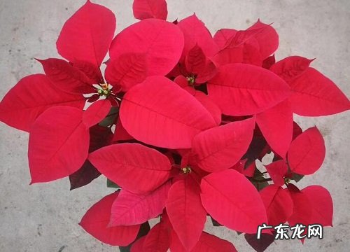 最妖艳的花是什么花 世界上最妖娆的5种花