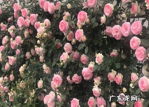 月季花的繁殖方法有哪些 扦插月季时间及注意事项