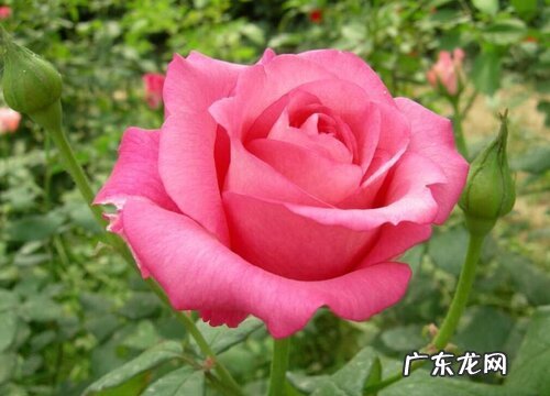 月季花的繁殖方法有哪些 扦插月季时间及注意事项