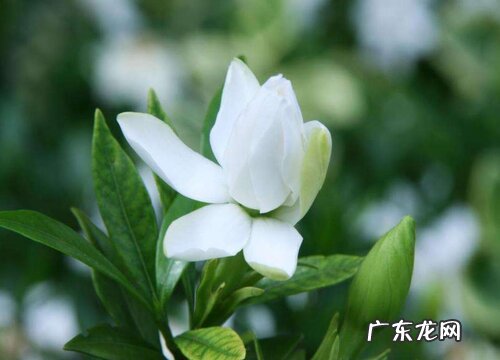 栀子花的繁殖方法 水培、插枝繁殖方法和注意事项