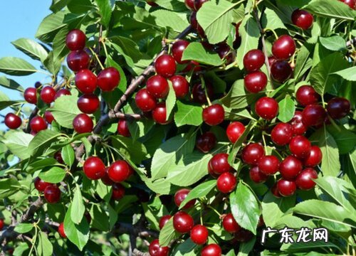 樱桃靠什么传播种子的 传播种子的方式有哪些