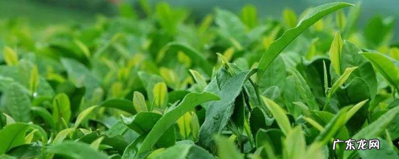 黄金桂和铁观音的区别，附叶底特点