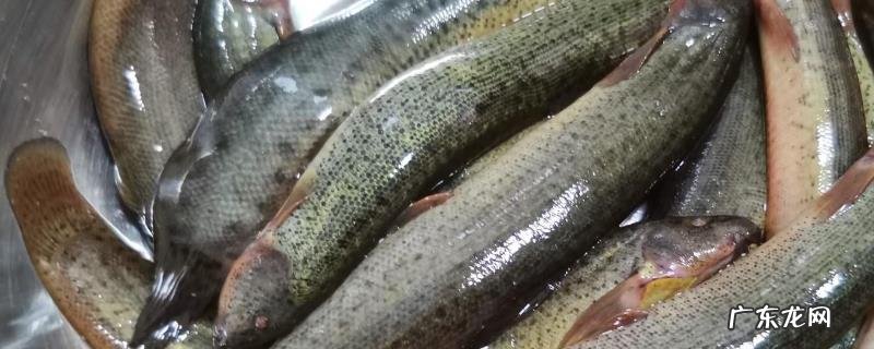 黄鳝和泥鳅的区别,黄鳝和泥鳅的科属、形态、分布、习性、营养区别