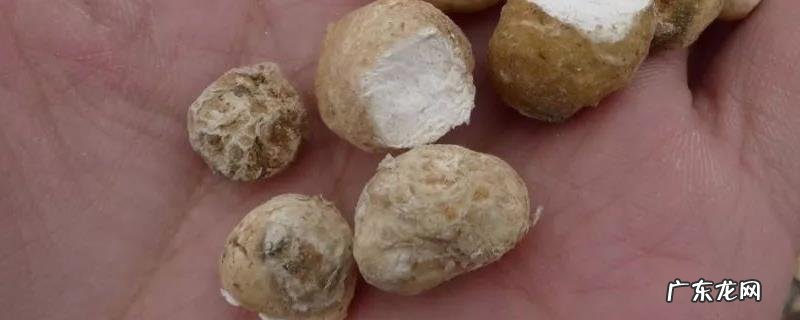 水半夏和旱半夏的区别,附其功效和作用