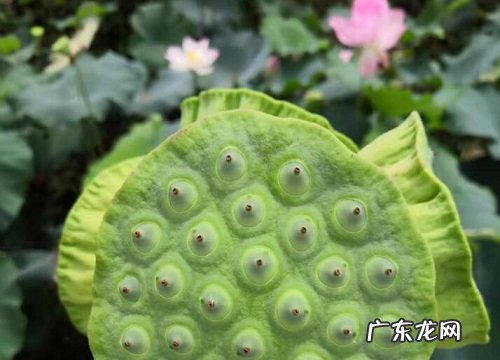 莲子种植多久开花 用莲子种荷花多长时间开花