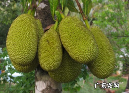 菠萝蜜一年四季都有吗 菠萝蜜是四季水果吗